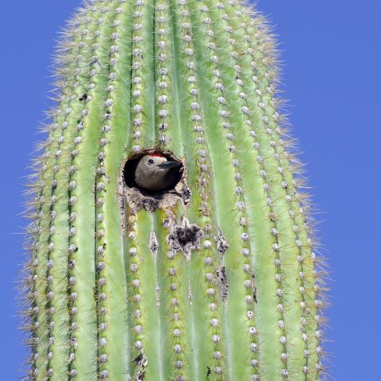 'A Gila Woodpecker Sticking its Head out of the Nest in a Saguaro