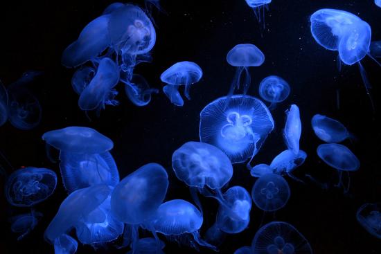 Jellyfish With Blue Light On Black Background In The Aquarium