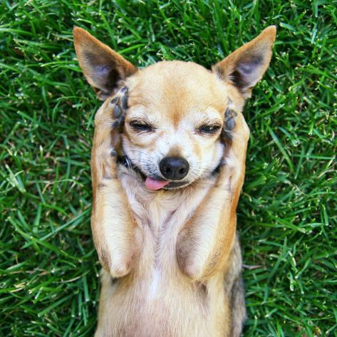 A Cute Chihuahua with His Paws on His Head Covering His Ears