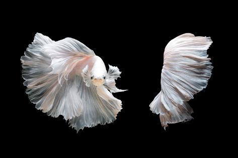 white betta fish