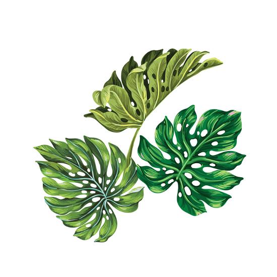 3 Vector Tropical Palm Leaves Realistic Drawing In Vintage Style Isolated On White Monstera Leav Posters Rosapompelmo Allposters Com