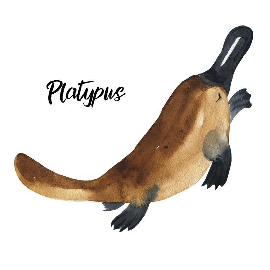 australian animals watercolor illustration