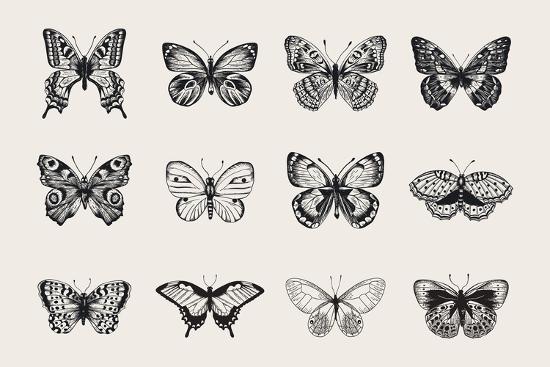 Download 'Set of Butterflies. Vector Vintage Classic Illustration ...