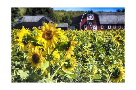 Sunflowers Field With A Red Barn New Jersey Photographic Print By