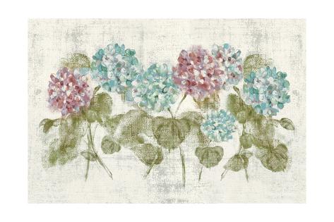 Vibrant Row Of Hydrangea No Border