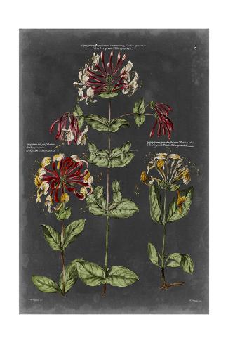 Antique Botanical Chart