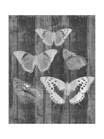 Butterfly Chart Poster