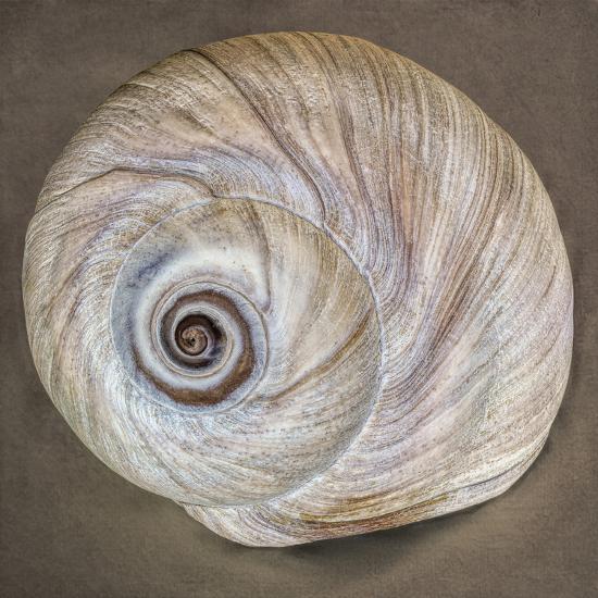 USA, Washington State, Seabeck. Moon snail shell closeup. Photographic