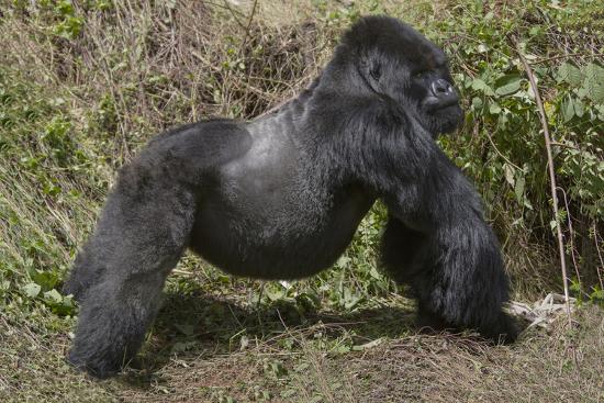 Africa Rwanda Volcanoes National Park Blackback Gorilla Showing His Powerful Body Photographic Print Ellen Goff Allposters Com