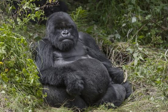 Africa Rwanda Volcanoes National Park Blackback Gorilla Watching Us Photographic Print Ellen Goff Allposters Com