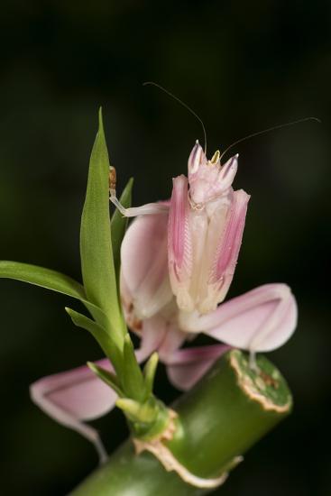 Orchid Mantis Hymenopus Coronatus Captive Malaysia Southeast Asia Asia Photographic Print Janette Hill Allposters Com