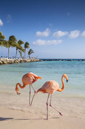 Caribbean Netherland Antilles Aruba Renaissance Island Flamingo Beach