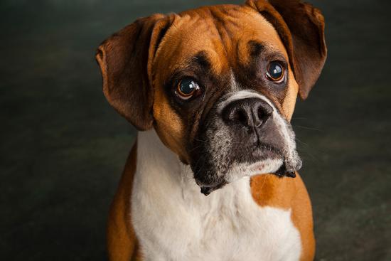 Portrait of a Boxer Dog Photographic Print at AllPosters.com