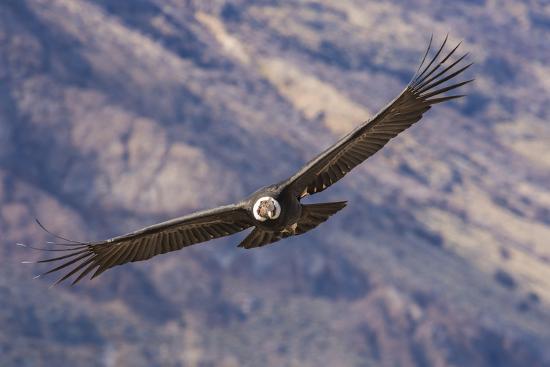 'Andean Condor (Vultur Gryphus), Patagonia, Argentina, South America ...