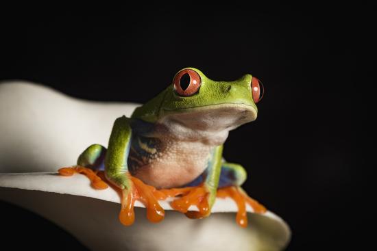 red eyed tree frog