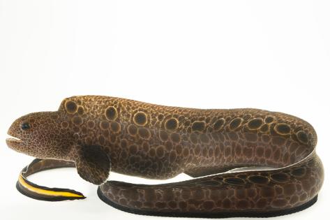 wolf eel for sale wolf eel for sale