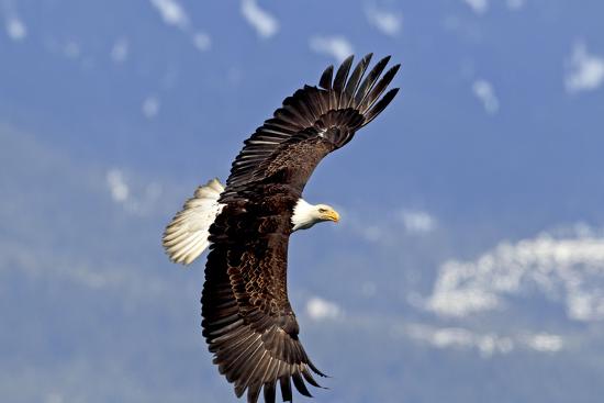 North America The Usa Alaska White Head Lake Eagle Photographic