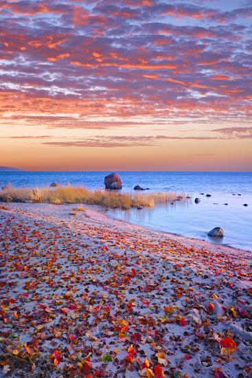 'Sweden, Fall by the Hano Bay, Red Autumn Leaves on the Sandy Beach