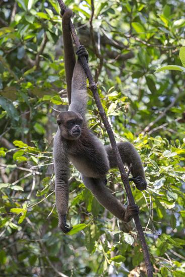 Brazil, Amazon, Manaus, Common woolly monkey hanging from the ...