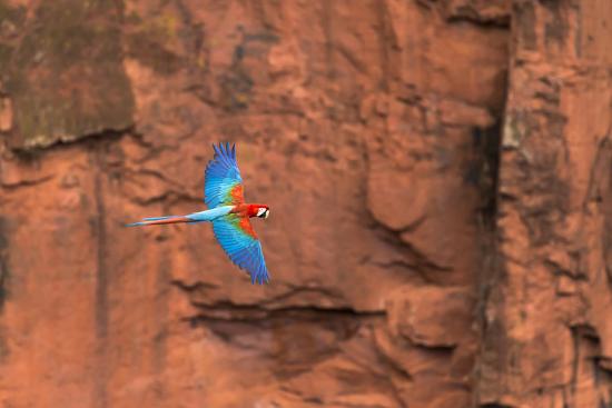 South America Brazil Mato Grosso Do Sul Jardim Red And Green Macaws Flying In The Sinkhole