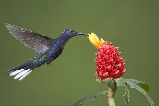 'Caribbean, Costa Rica. Violet sabrewing hummingbird