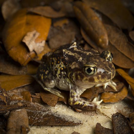 'Eastern Spadefoot Toad, Scaphiopus holbrookii, Flordia,' Photographic ...