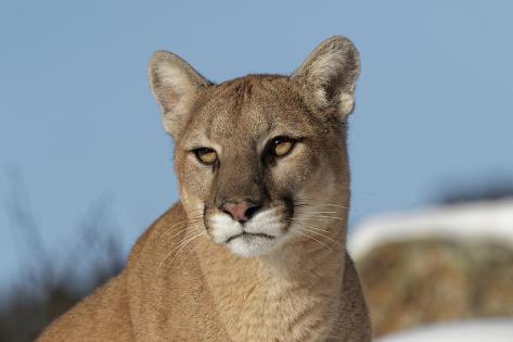 puma montaña puma montaña