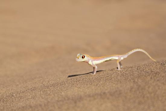 Namibia Namib Desert Palmetto Gecko On Sand Premium Photographic Print Jaynes Gallery Allposters Com
