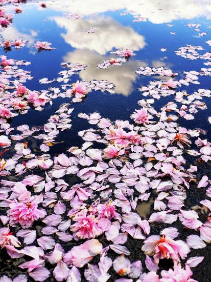Pink cherry blossom petals lie in a water puddle that reflects white clouds in a blue sky.' Photographic Print - Amy White