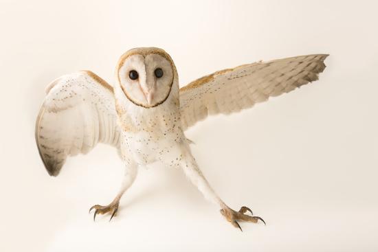 A Common Barn Owl Tyto Alba Javanica At Penang Bird Park