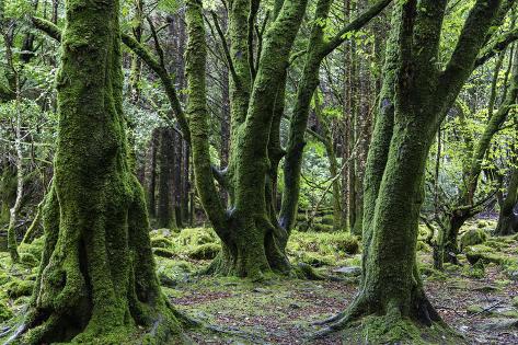 Moss Covered Trees In Killarney National Park Killarney Ireland
