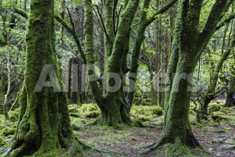 Moss Covered Trees In Killarney National Park Killarney Ireland
