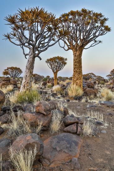 africa namibia keetmanshoop quiver