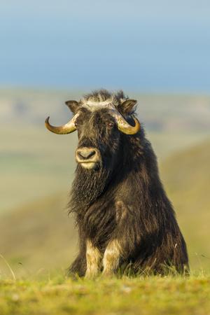 USA, Alaska, Nome. Male musk ox climbing onto hilltop 