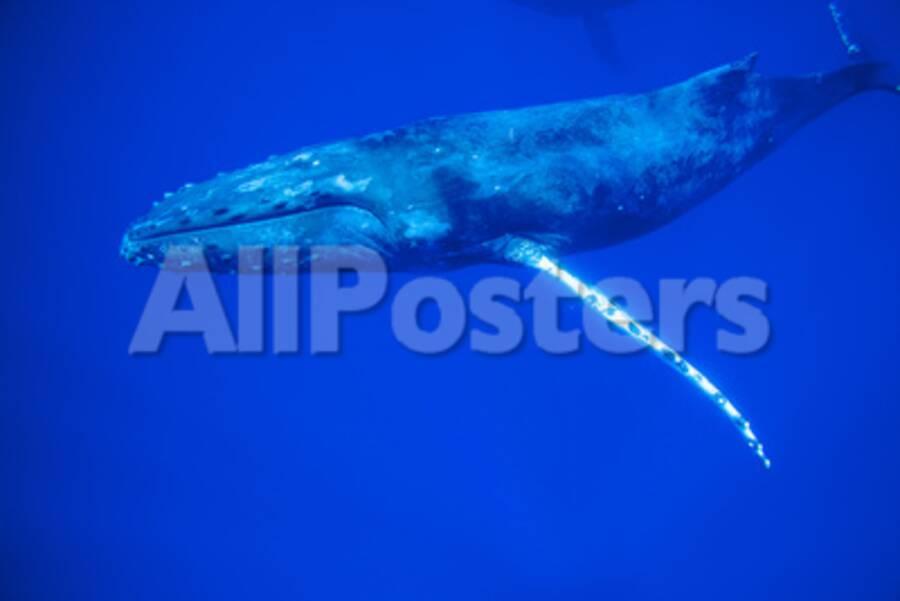 Humpback Whales Open Pacific Ocean Near Kona Big Island Hawaii