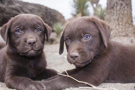 chocolate retriever puppies