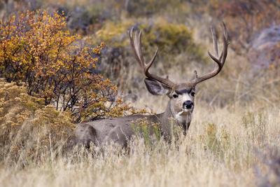 'USA, Colorado, Rocky Mountain National Park. Mule deer buck in grass ...