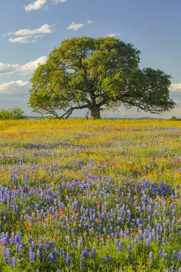 'Large oak tree in expansive meadow of bluebonnets and paintbrush