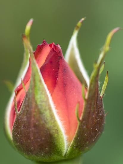 International Rose Test Garden Portland Oregon Photographic