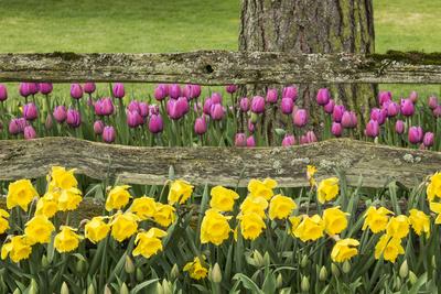 Tulips Skagit Valley Tulip Festival Washington State