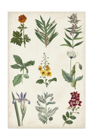 Botanical Chart