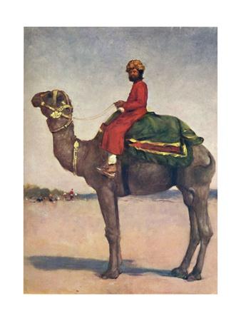 Camel rider essay 07 picture