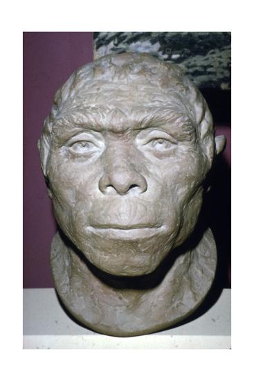 Peking man characteristics picture