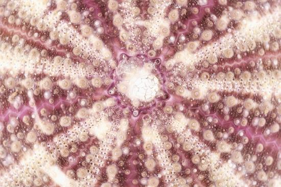 So Pure Collection Red Sea Urchin Shell Close Up Photographic