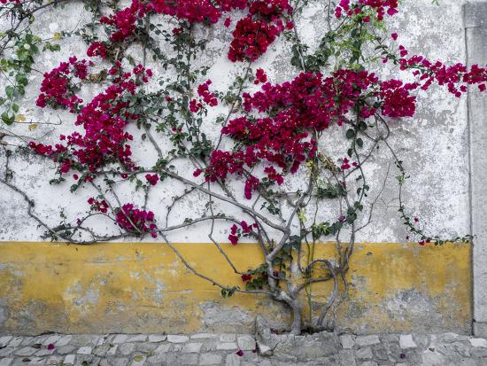 Portugal Obidos Beautiful Bougainvillea Blooming In The Town Of Obidos Portugal Photographic Print Julie Eggers Allposters Com