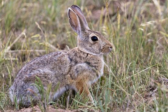 Eastern cottontail rabbit in Theodore Roosevelt National Park, North