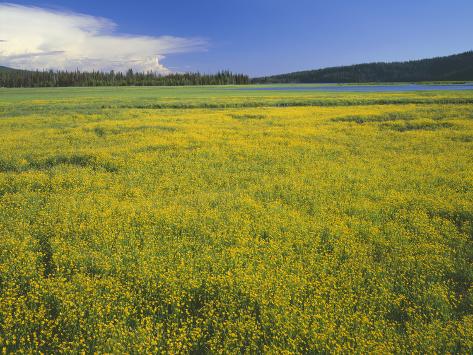 oregon buttercup weed herbicides oregon buttercup weed herbicides