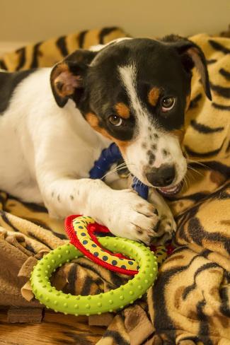 fox terrier hound mix