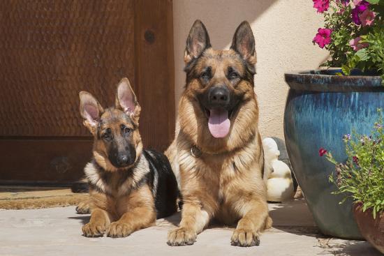 German Shepherd Puppy Birth