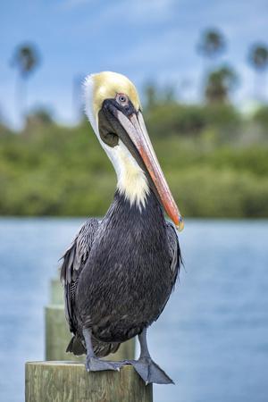 Brown Pelican New Smyrna Beach Florida Usa Photographic Print Jim Engelbrecht Allposters Com